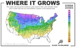 Bush's Lace Engelmann Spruce (Picea Engelmannii) - 3 Gallon Pot -Outlet The Ever Garden Store 3A 8A 1