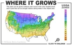 North Pole Arborvitae (Thuja) - 2 Gallon Pot -Outlet The Ever Garden Store 3a 8b 17