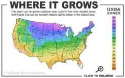 Diamond Lake Hosta Lily - 2 Gallon Pot -Outlet The Ever Garden Store 3a 9b 6