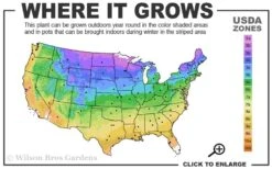 Hollywood Torulosa Juniper - 2 Gallon Pot -Outlet The Ever Garden Store 3b 9b