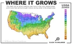 Apricot Drift Dwarf Rose - 3 Gallon Pot -Outlet The Ever Garden Store 4A 11 7