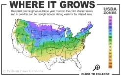 True Dwarf Hinoki Cypress (Chameacyparis Obtusa 'Nana') - 1 Gallon Pot -Outlet The Ever Garden Store 4a 8a