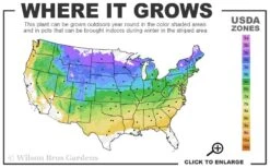 Red Mulberry Tree (Morus Rubra) - 3 Gallon Pot -Outlet The Ever Garden Store 4a 8b 10