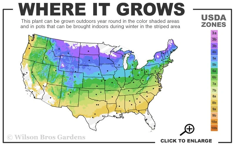 Jagged Jade Dwarf Male Ginkgo Tree - 3 Gallon Pot 3 Jagged Jade Dwarf Male Ginkgo Tree - 3 Gallon Pot - Image 3