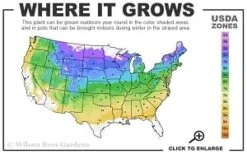 Silveray Korean Pine (Pinus Koraiensis) - 3 Gallon Pot -Outlet The Ever Garden Store 4a 8b thumbnail 2