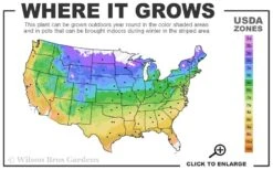 Eastern Redbud - 5 Gallon Pot -Outlet The Ever Garden Store 4a 9b 5