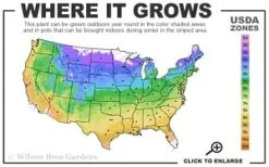 Guiding Promise Clematis - 1 Gallon Pot -Outlet The Ever Garden Store 4a 9b thumbnail 1