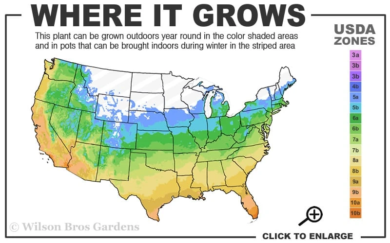 Shoal Creek Blue Chaste Tree (Vitex) - 7 Gallon Pot 3 Shoal Creek Blue Chaste Tree (Vitex) - 7 Gallon Pot - Image 3