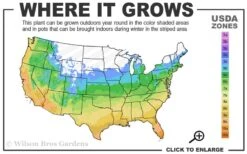 Shoal Creek Chaste Tree (Vitex) - 3 Gallon Pot -Outlet The Ever Garden Store 5a 10b 9