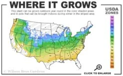 Incense Bamboo (Phyllostachys Atrovaginata) - 3 Gallon Pot -Outlet The Ever Garden Store 5a 8b