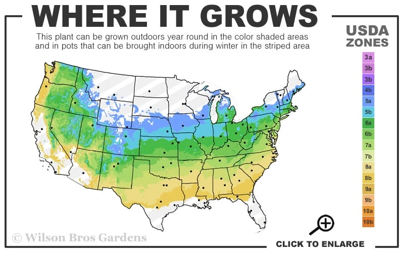 Double Take Pink Storm Flowering Quince - 2 Gallon Pot 3 Double Take Pink Storm Flowering Quince - 2 Gallon Pot - Image 3