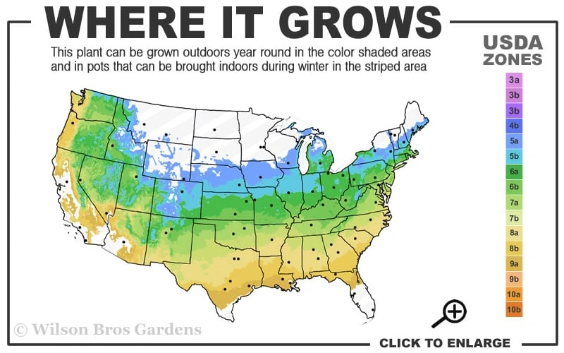 Wilhelm Schacht Daphne - 1 Gallon Pot 3 Wilhelm Schacht Daphne - 1 Gallon Pot - Image 3