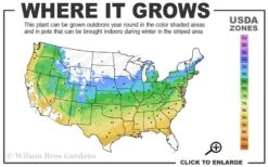 Variegated Dappled Willow Bush - Salix Integra 'Hakuro Nishiki' - 1 Gallon Pot -Outlet The Ever Garden Store 5a 9a