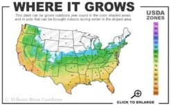 Brackens Brown Beauty Magnolia - 5 Gallon Pot -Outlet The Ever Garden Store 5b 11 1