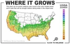 Leyland Cypress - 1 Gallon Pot -Outlet The Ever Garden Store 6a 10a