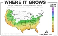 Sunshine Ligustrum - 2 Gallon Pot -Outlet The Ever Garden Store 6a 10b 19