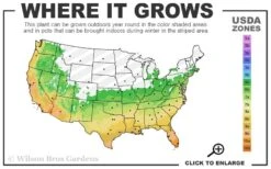 Northern Star Cold Hardy Agapanthus (Lily Of The Nile) - 1 Gallon Pot 8 Northern Star Cold Hardy Agapanthus (Lily Of The Nile) - 1 Gallon Pot -Outlet The Ever Garden Store 6a 11 28