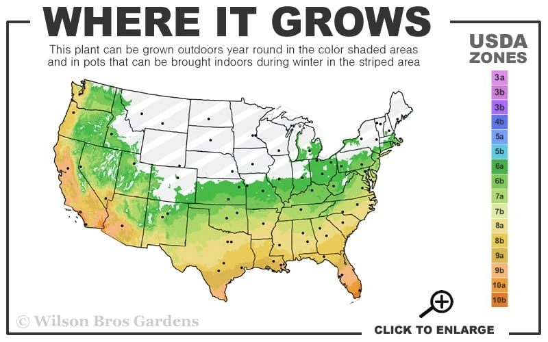 Northern Star Cold Hardy Agapanthus (Lily Of The Nile) - 1 Gallon Pot 3 Northern Star Cold Hardy Agapanthus (Lily Of The Nile) - 1 Gallon Pot - Image 3