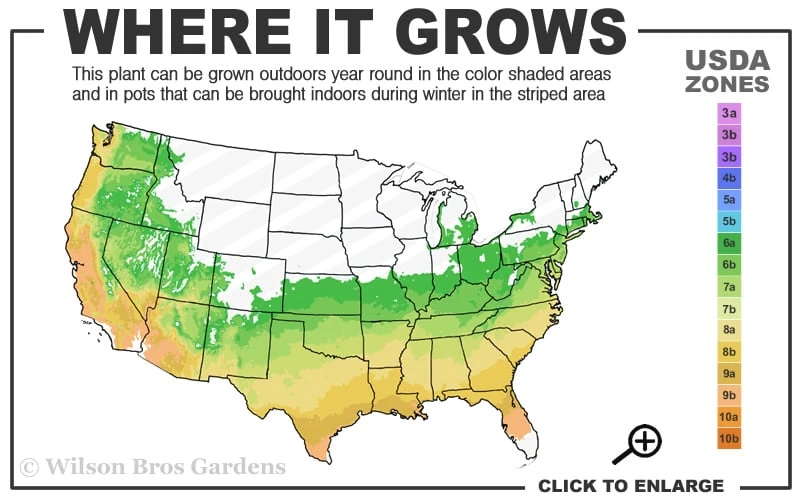 Red Rocket Crape Myrtle - 6 Pack Of 1 Gallon Pots 3 Red Rocket Crape Myrtle - 6 Pack Of 1 Gallon Pots - Image 3