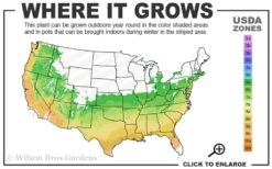 Horstmann Dwarf Blue Atlas Cedar - 3 Gallon Pot 6 Horstmann Dwarf Blue Atlas Cedar - 3 Gallon Pot -Outlet The Ever Garden Store 6a 9b 62