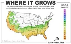 My Fair Myrtle Crape Myrtle (Lagerstroemia) - 3 Gallon Pot -Outlet The Ever Garden Store 6b 10b 3