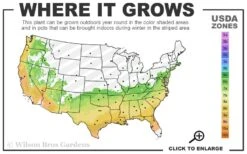 Ebony Flame Crape Myrtle - 7 Gallon Pot (4-5') -Outlet The Ever Garden Store 6b 9b 13