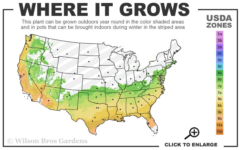 Muskogee Lavender Crape Myrtle - 5 Gallon Pot 3 Muskogee Lavender Crape Myrtle - 5 Gallon Pot - Image 3