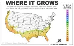 Feelin Blue Deodar Cedar (Single Trunk Tree Form) - 2 Gallon Pot -Outlet The Ever Garden Store 7B 10B