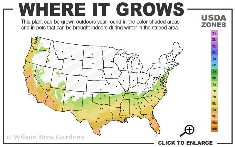Deodar Cedar Tree - 1 Gallon Pot 3 Deodar Cedar Tree - 1 Gallon Pot - Image 3