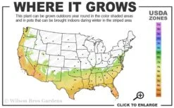 Deodar Cedar Tree - 6 Pack Of 1 Gallon Pots -Outlet The Ever Garden Store 7a 10a