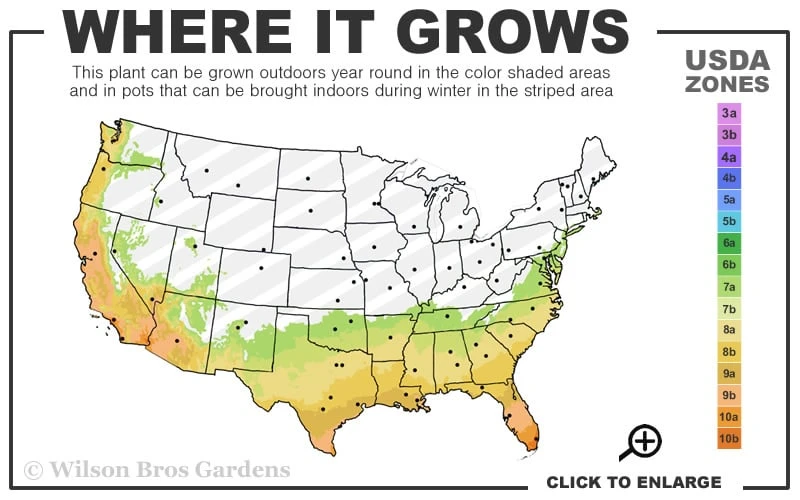 Monkey Puzzle Tree (Araucaria Auracana) - 1 Gallon Pot (8-10") 2 Monkey Puzzle Tree (Araucaria Auracana) - 1 Gallon Pot (8-10") - Image 2