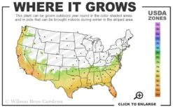 Little Moon Ligustrum - 1 Gallon Pot -Outlet The Ever Garden Store 7a 10b 50