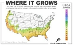 Pink Frost Florida Anise - Illicium Floridanum - 1 Gallon Pot -Outlet The Ever Garden Store 7a 9b 55