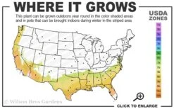 Center Stage Red Black Leaf Crape Myrtle -2 Gallon Pot -Outlet The Ever Garden Store 7b 9b