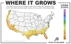 Tonkin Cane Tea Stick Bamboo - Pseudosasa Amabilis - 3 Gallon Pot -Outlet The Ever Garden Store 8a 11