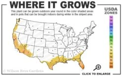 Seabreeze Bamboo - Bambusa Malingensis - 3 Gallon Pot -Outlet The Ever Garden Store 8b 11 5