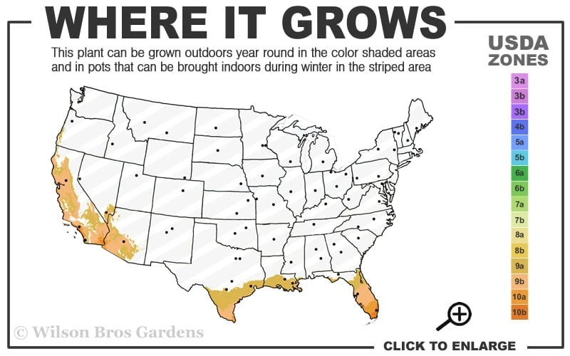 Yellow Buddha Belly Bamboo - Bambusa Ventricosa 'Kimmei' - 3 Gallon Pot 3 Yellow Buddha Belly Bamboo - Bambusa Ventricosa 'Kimmei' - 3 Gallon Pot - Image 3