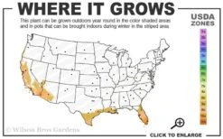 Little Lucky Red Lantana - 5 Pack Of Quart Pots -Outlet The Ever Garden Store 9a 11 4