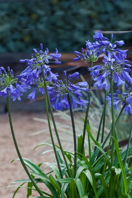 Ever Sapphire Agapanthus - Lily Of The Nile - 1 Gallon Pot 1 Ever Sapphire Agapanthus - Lily Of The Nile - 1 Gallon Pot