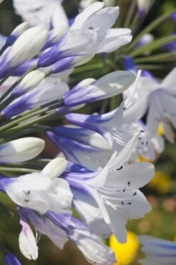 Indigo Frost Agapanthus - 1 Gallon Pot -Outlet The Ever Garden Store Agapanthus Indigo Frost 1