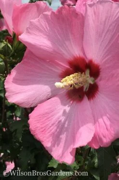 Aphrodite Rose Of Sharon (Single Trunk Tree) - 5 Gallon Pot -Outlet The Ever Garden Store Althea Aphrodite Rose Of Sharon Hibiscus 2 500x750 1
