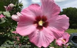 Aphrodite Rose Of Sharon (Single Trunk Tree) - 5 Gallon Pot -Outlet The Ever Garden Store Althea Aphrodite Rose of Sharon Hibiscus 50