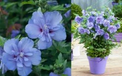 Blue Chiffon Rose Of Sharon - 1 Gallon Pot -Outlet The Ever Garden Store Althea Blue Chiffon