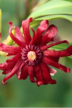 Miss Scarlett Florida Anise (Illicium) - 7 Gallon Pot -Outlet The Ever Garden Store Anise Miss Scarlet 16
