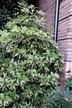 Pink Frost Florida Anise - Illicium Floridanum - 1 Gallon Pot -Outlet The Ever Garden Store Anise Pink Frost 12