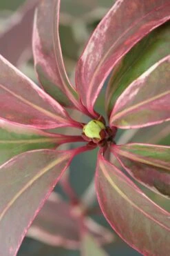Pink Frost Florida Anise - Illicium Floridanum - 3 Gallon Pot -Outlet The Ever Garden Store Anise Pink Frost 14 1