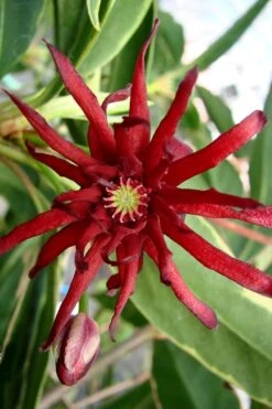 Pink Frost Florida Anise - Illicium Floridanum - 3 Gallon Pot -Outlet The Ever Garden Store Anise Pink Frost 15 1