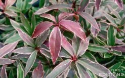 Pink Frost Florida Anise - Illicium Floridanum - 3 Gallon Pot -Outlet The Ever Garden Store Anise Pink Frost 16 1