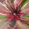 Pink Frost Florida Anise - Illicium Floridanum - 1 Gallon Pot