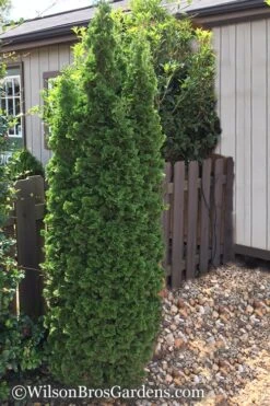 Degroots Spire Arborvitae - 1 Gallon Pot -Outlet The Ever Garden Store Arborvitae Degroots Spire 1 500x750 1